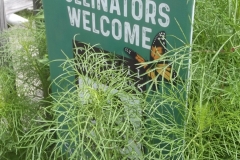 Open Eye Theater wildflower bed fills out