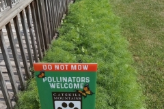 Open Eye begins to bloom