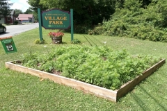 Margaretville wildflower garden July 20, 2020