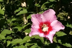 Bumblebee-on-Rose-of-Sharon-Diane-Galusha-scaled