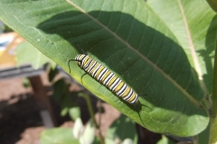 Monarch-caterpillar-on-milkweed-Diane-Galusha-scaled