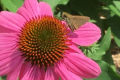 Moth-on-Echinacea-Addie-Martin-Wat-scaled