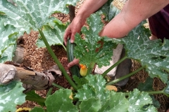 Thanks-to-bees-we-have-zucchini-scaled