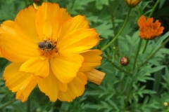 bee-on-orange-cosmos-a.-watt-scaled